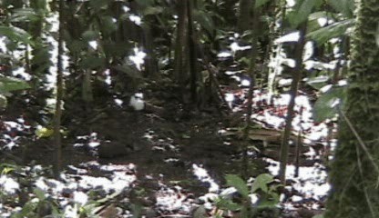 White-collared Manakin - ML201205721