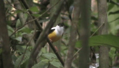 White-collared Manakin - ML201205731