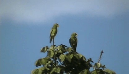 White-fronted Parrot - ML201205751