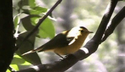 lesňáček čepičatý (ssp. pusilla) - ML201205801