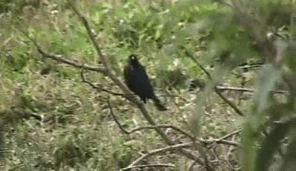 Chestnut-capped Blackbird - ML201205821