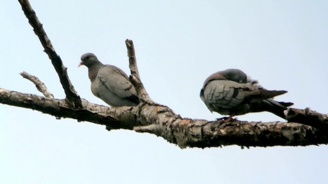 Pigeon colombin - ML201205841