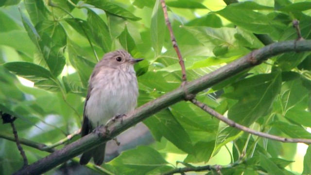 Spotted Flycatcher (Spotted) - ML201205891