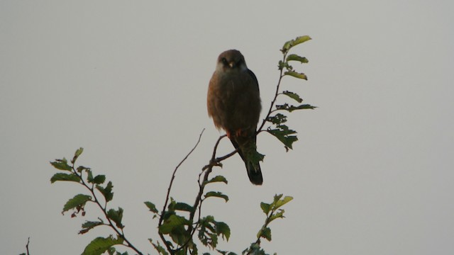 בז ערב - ML201205951