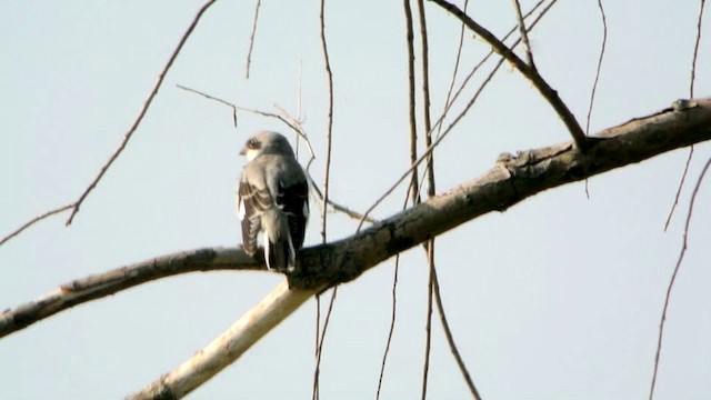 Lesser Gray Shrike - ML201205991