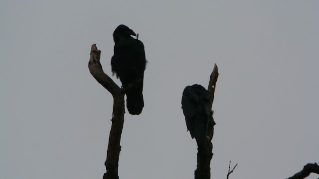 Common Raven - ML201206081