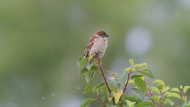 Eurasian Tree Sparrow - ML201206111