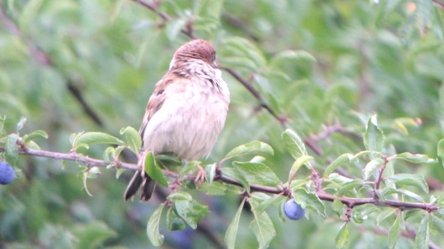 Eurasian Tree Sparrow - ML201206131