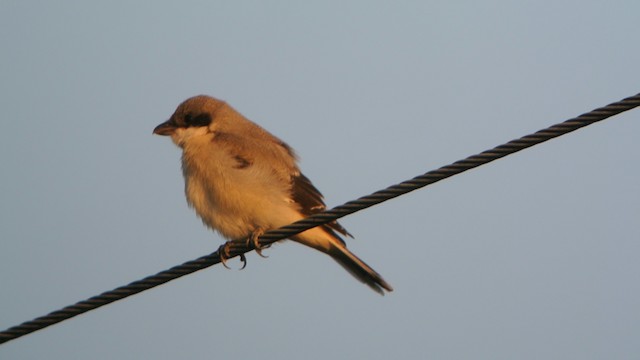 Lesser Gray Shrike - ML201206311