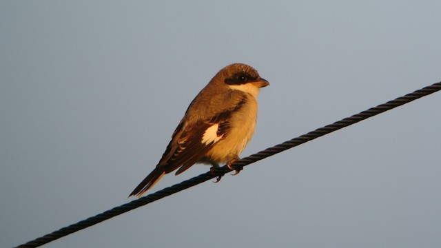 Lesser Gray Shrike - ML201206321