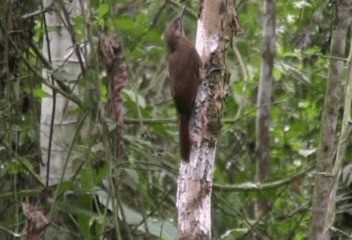 Plain-brown Woodcreeper (Plain-brown) - ML201206331