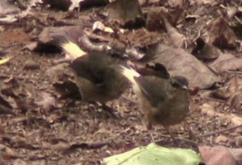 Buff-rumped Warbler - ML201206341