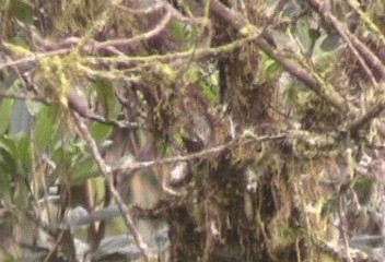 Black-capped Tyrannulet - ML201206401