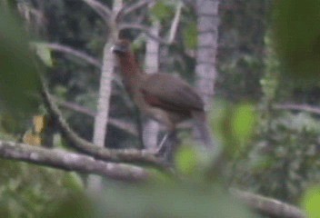 Rufous-headed Chachalaca - ML201206421