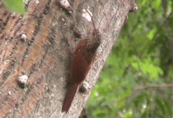 Red-billed Scythebill - ML201206471