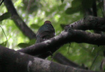 Tody Motmot - ML201206491