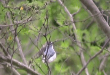 White-browed Gnatcatcher - ML201206511