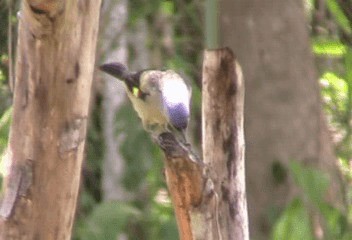 Yellow-winged Tanager - ML201206561