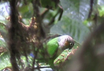 White-necked Parakeet - ML201206581