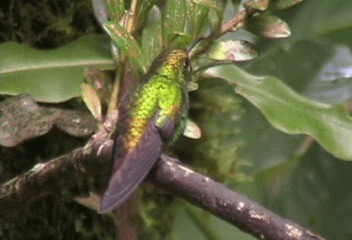 Coppery-headed Emerald - ML201206601