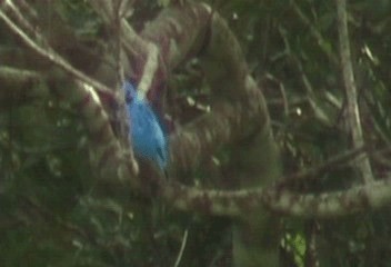 Cotinga turquoise - ML201206651