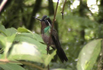 Purple-throated Mountain-gem - ML201206661