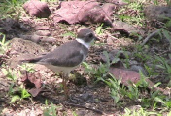 Semipalmated Plover - ML201206671