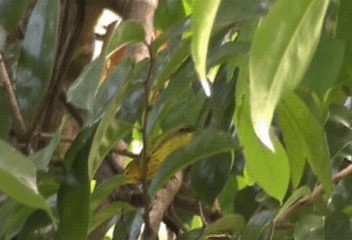 lesňáček žlutý (ssp. aureola) - ML201206681