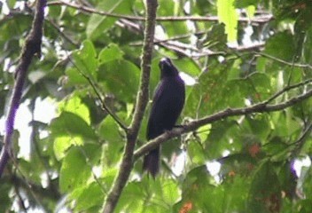 Blue-black Grosbeak - ML201206701