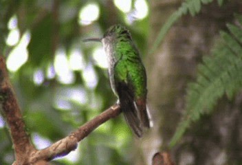 kobberkronekolibri - ML201206711