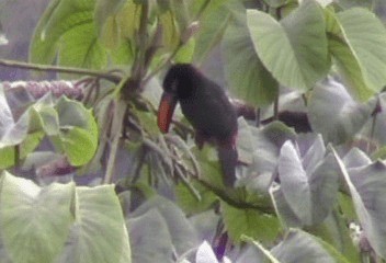 Araçari de Frantzius - ML201206721