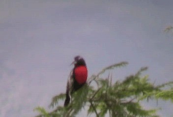 Peruvian Meadowlark - ML201206741