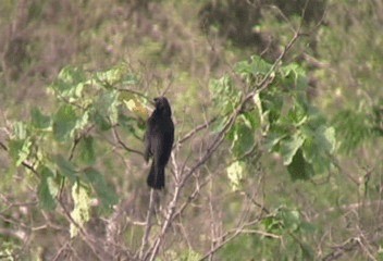 Scrub Blackbird - ML201206761