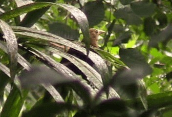 Breithauben-Stirnvogel [angustifrons-Gruppe] - ML201206791