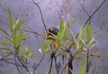 Spectacled Redstart - ML201206811