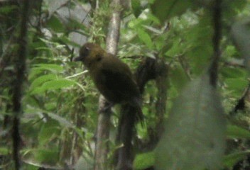 Carmiol's Tanager - ML201206831