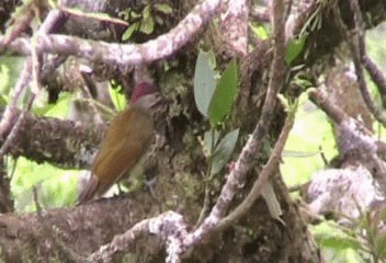 キンバネモリゲラ（rubiginosus グループ） - ML201206851