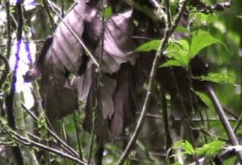 Carmiol's Tanager - ML201206861