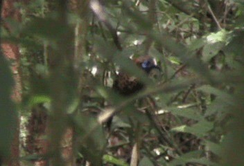 Ocellated Antbird - ML201206881