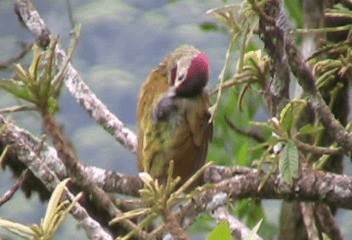 Golden-olive Woodpecker (Golden-olive) - ML201206931