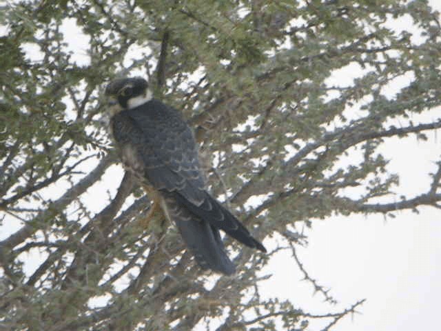 Eurasian Hobby - ML201206941