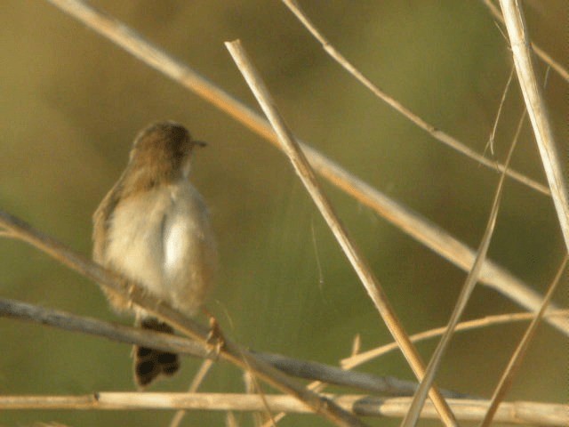 Graceful Prinia - ML201206951