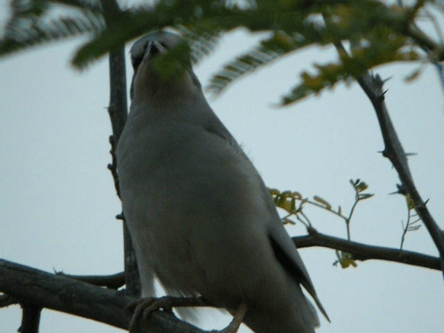 Hypocolius gris - ML201206961