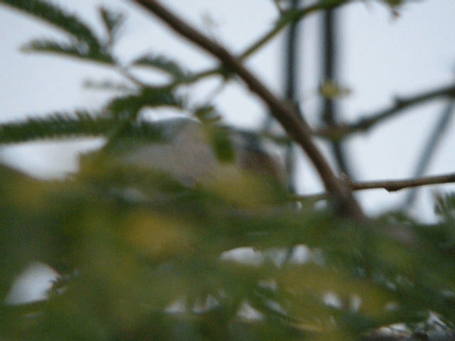 Hypocolius gris - ML201206971