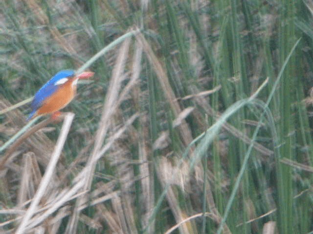 Malachite Kingfisher (Mainland) - ML201207021