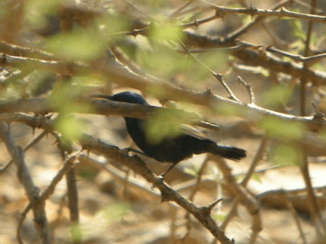 Jerichonektarvogel - ML201207041