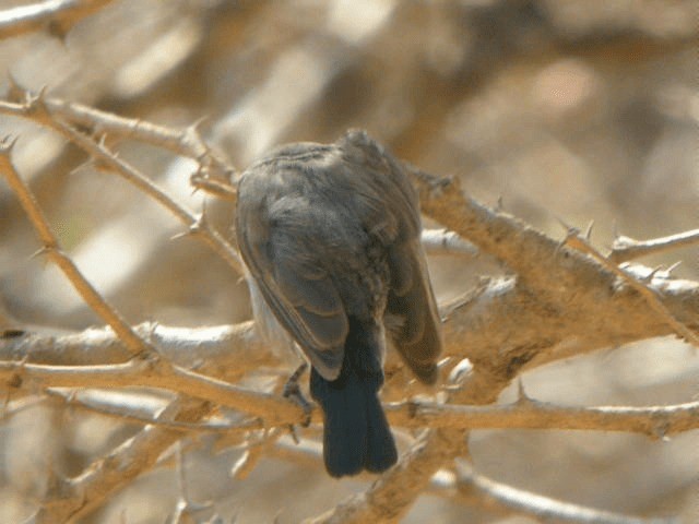 Jerichonektarvogel - ML201207051