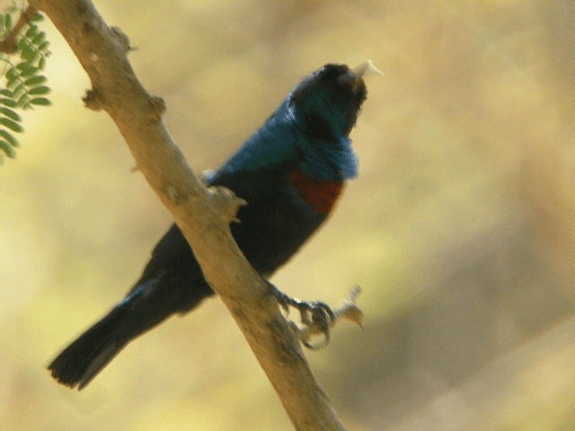 Glanznektarvogel (hellmayri/kinneari) - ML201207061