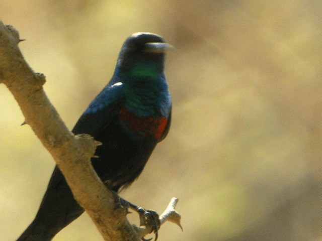 Glanznektarvogel (hellmayri/kinneari) - ML201207071