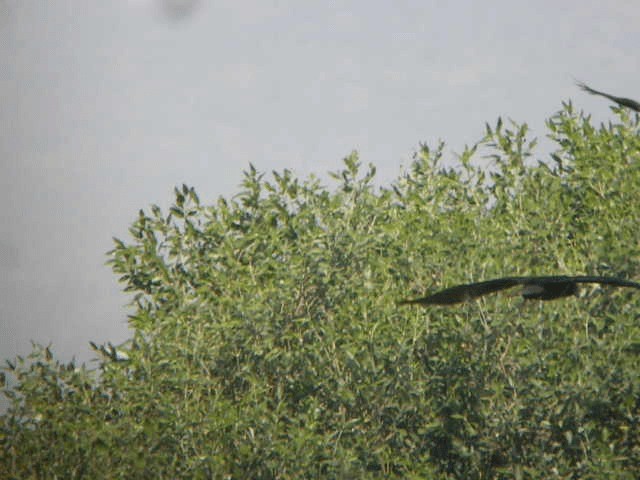 Western Marsh Harrier - ML201207171